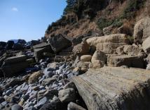 西歸浦層貝類化石