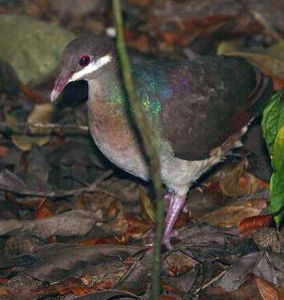 綠頸鶉鳩 綠頸鶉鳩