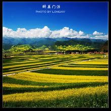 大美青海--門源油菜花海