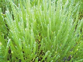 海水蔬菜 海水蔬菜