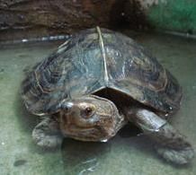 亞洲巨龜 亞洲巨龜