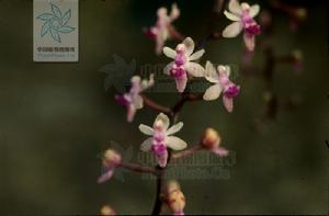 短莖隔距蘭 短莖隔距蘭