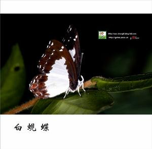 白蜆蝶