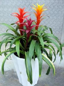 吉利紅心 吉利紅心