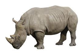 灰犀牛事件 灰犀牛事件