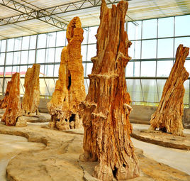 古森林博物館 古森林博物館