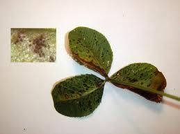 三葉草浪梗霉 三葉草浪梗霉