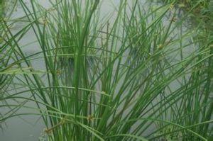 台水毛花 台水毛花