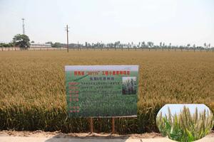 陝西省雜交油菜研究中心 陝西省雜交油菜研究中心