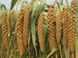 沁谷一號 沁谷一號