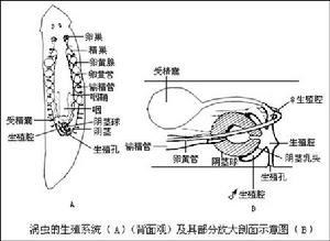 三角渦蟲的生殖系統及其部分放大剖面示意圖