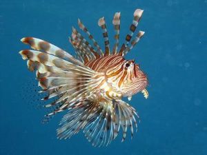 長身短吻獅子魚 長身短吻獅子魚