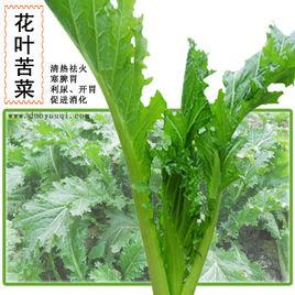 花葉苦菜 花葉苦菜