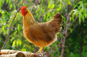 鳳翔麻雞 鳳翔麻雞