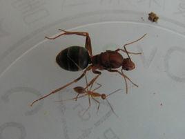 長足捷蟻 長足捷蟻