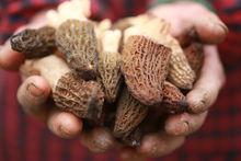 重慶鳳凰溝生態農業園羊肚菌