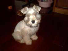 迷你雪納瑞犬[雪納瑞犬品種]