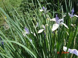 馬蓮[中醫藥方]