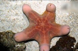 粒皮海星 粒皮海星