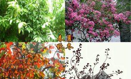 大花紫薇 大花紫薇