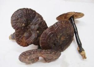 密紋薄靈芝 密紋薄靈芝