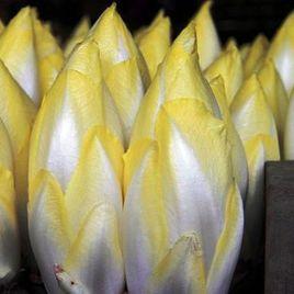 芽球菊苣 芽球菊苣