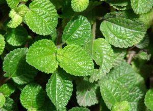 刺果冷水花 刺果冷水花