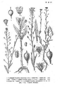 小葉亞麻薺 小葉亞麻薺