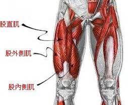 雙關節肌 雙關節肌