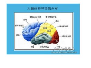 大腦的結構與功能