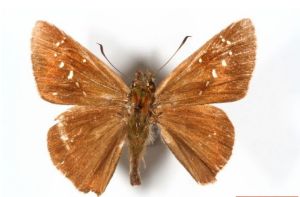 華西孔弄蝶 華西孔弄蝶