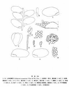 雲南疣鱗苔 雲南疣鱗苔