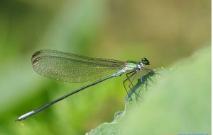 媚麗細色蟌 媚麗細色蟌