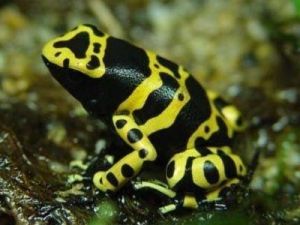 黃帶箭毒蛙