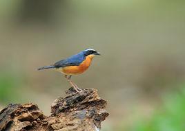 栗腹歌鴝 栗腹歌鴝