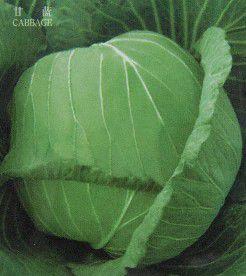 中甘9號 中甘9號