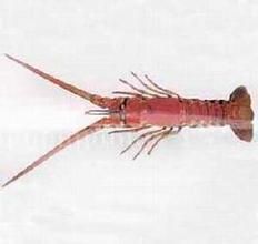脊龍蝦 脊龍蝦