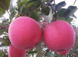 煙富3號 煙富3號