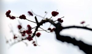 嘉平[臘月的別稱]