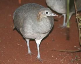 孤(共鳥) 孤(共鳥)