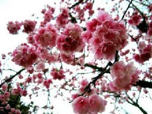 （圖）李屬壞死環斑病毒寄主