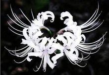 花語[用花表達的語言]