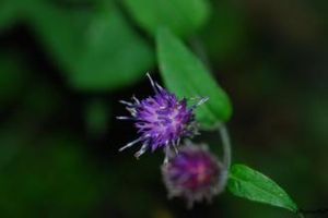 齒苞風毛菊 齒苞風毛菊