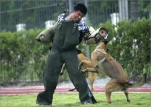 護衛犬訓練