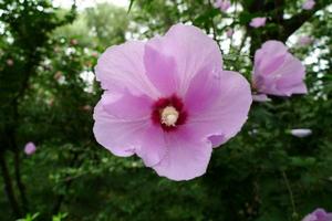 塔依毛西亞花 塔依毛西亞花