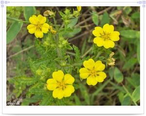 白毛委陵菜 白毛委陵菜