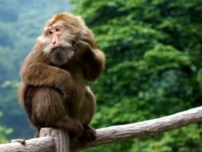 峨眉猴