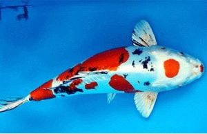 花紋皮光鯉魚 花紋皮光鯉魚