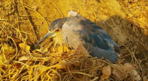 牙買加夜鷹 牙買加夜鷹