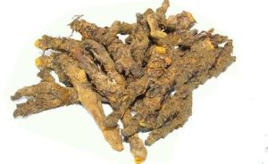 雞爪黃連 雞爪黃連